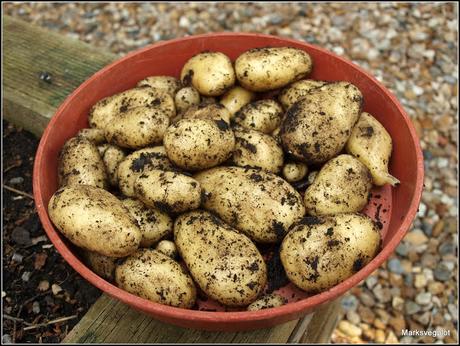 Potato-growing jargon-buster