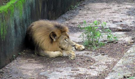 insane human intrusion into animal zone !! - who pays the price ?