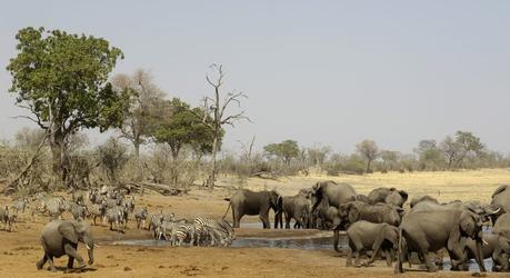 In love with Botswana: Walk in the wild on your safari tour
