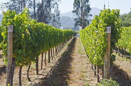 Looking for the Best Wine Destinations Around The World?