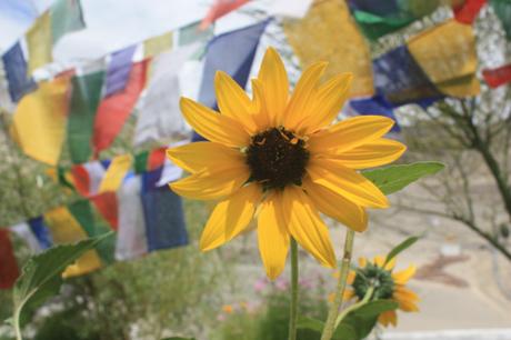 DAILY PHOTO: Sunflower & Prayer Flags