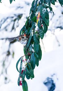 Beast from the East could spell doom for garden birds at crucial time