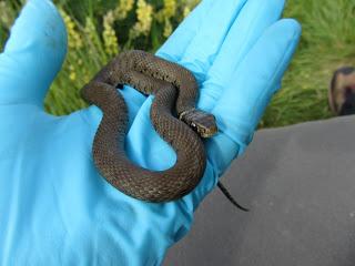 New study reveals the secret life of Jersey’s grass snakes