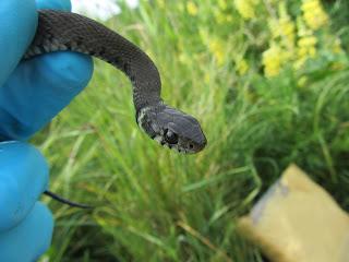 New study reveals the secret life of Jersey’s grass snakes