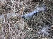 Study Reveals Secret Life Jersey’s Grass Snakes