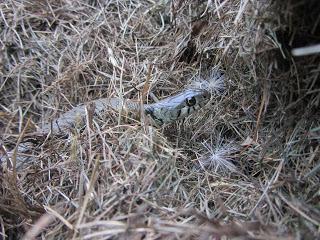 New study reveals the secret life of Jersey’s grass snakes