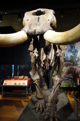 MAMMOTHS: GIANTS OF THE ICE AGE at the Australian Museum, Sydney