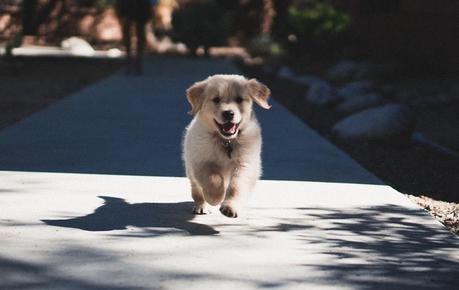 5 Tips on Dealing With a Dog Who Always Wants to Run Away