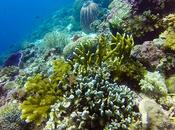 Dakit-dakit: Another Fascinating Underwater Kingdom Mactan