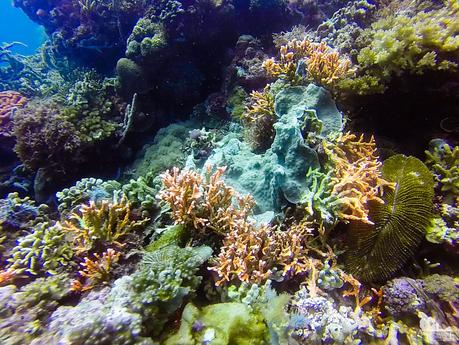 Small fire corals