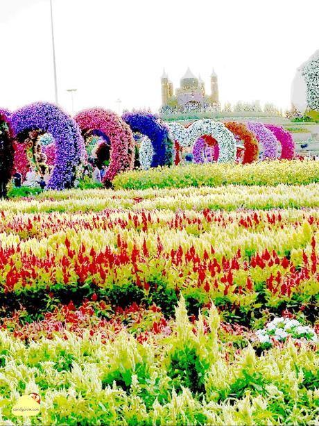 Miracle garden Complete Guide to Visit Dubai