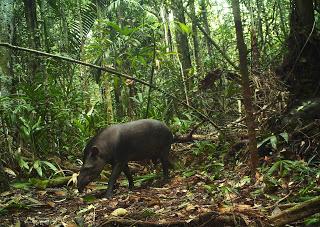 Caught on camera: Amazonian crop raiders