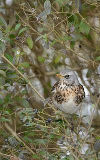 Field day in the garden as hungry winter visitors flock in.