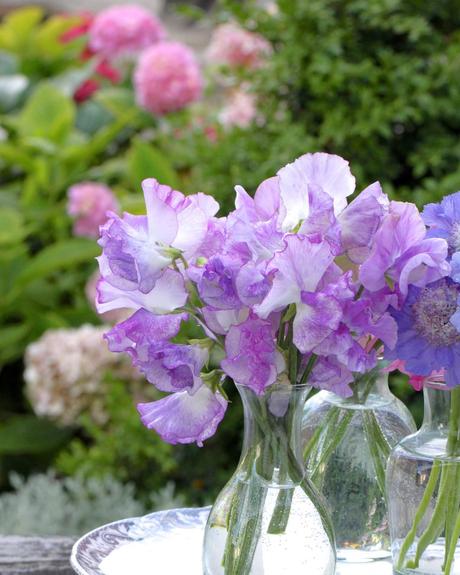 An Ode to Sweet Peas