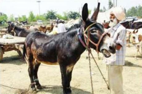 Mohinder's proud possession : Sheru, Equus africanus asinus (the donkey)