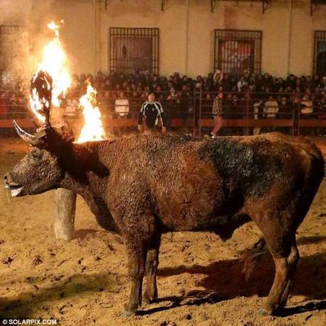 Spain and Western gory face ~ Toro Jubilo - bull burning festival