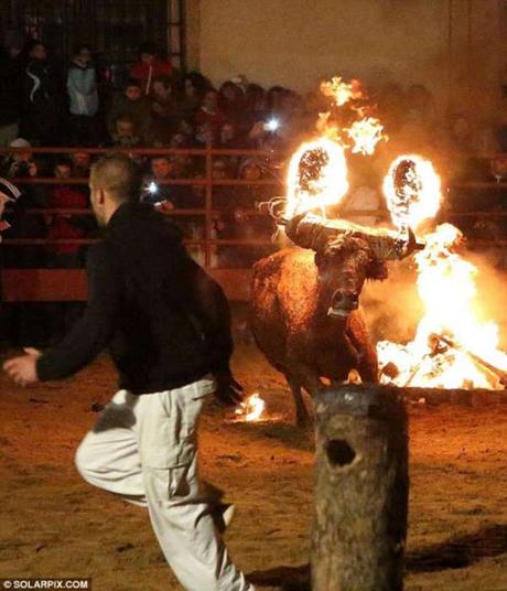 Spain and Western gory face ~ Toro Jubilo - bull burning festival