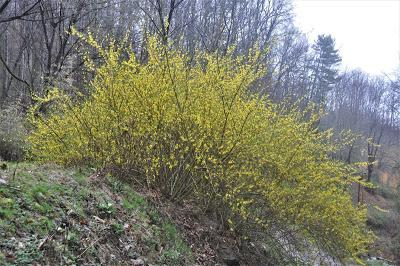 One Would Think It Was Spring