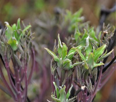 One Would Think It Was Spring