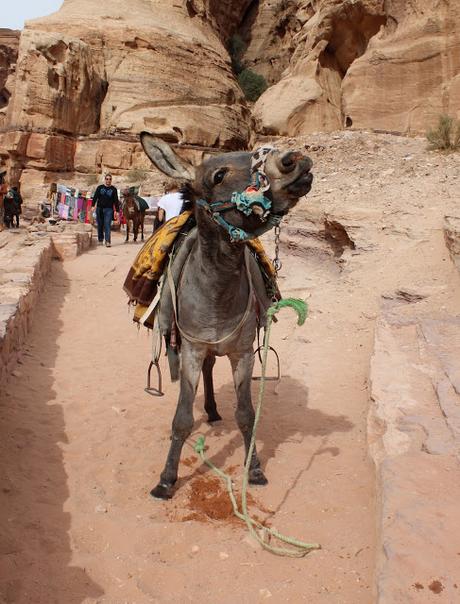 Rasoun, Jerash, Dead sea, Wadi Rum & Petra, Jordan