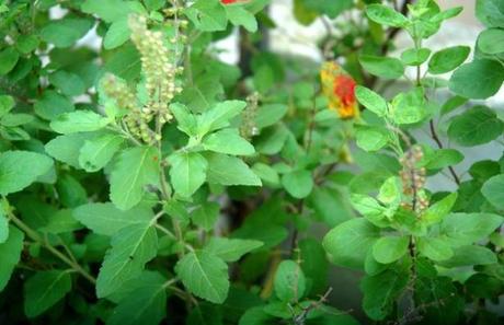 Top Benefits of Holy Basil / Tulsi for Health, Hair and Skin