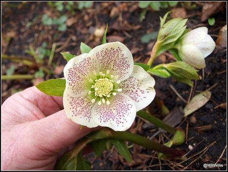 Hellebores - reluctant stars