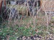 Revitalising Soft Fruit