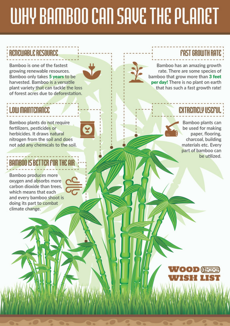 Why Bamboo Can Save The Planet Infographic