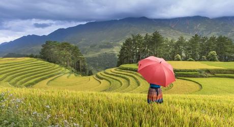 Asia Travel Deal: Rice Terraces