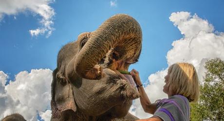 Travel Deals in Asia: Meet the elephants