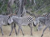 DAILY PHOTO: Zebra Stripes