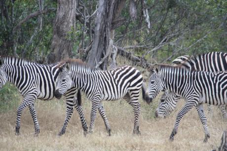 DAILY PHOTO: Why the Zebra Has Stripes