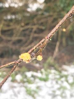 Tree Following March 2018 - a flash of green