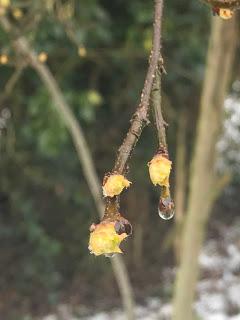 Tree Following March 2018 - a flash of green