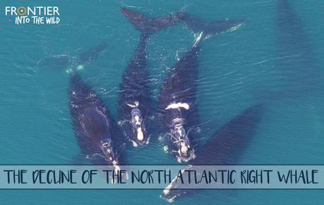 The Decline of the North Atlantic Right Whale The Decline of the North Atlantic Right Whale
