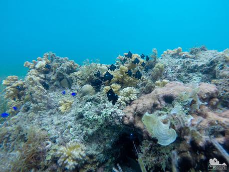 Cool fish at Digyo Marine Sanctuary