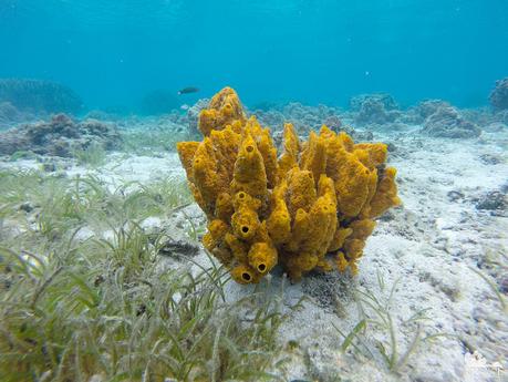 Sponge at Digyo Island Marine Sanctuary