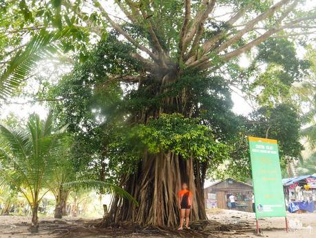 Balete Tree