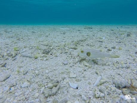 Pufferfish at Digyo Island Marine Sanctuary