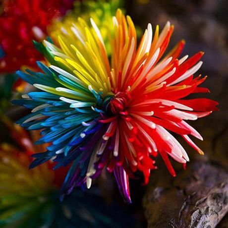 Rainbow Chrysanthemum Seeds