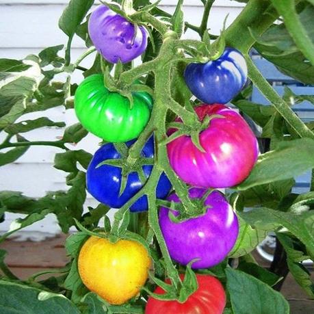 Rainbow Tomato Seeds