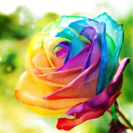 rainbow rose seeds 