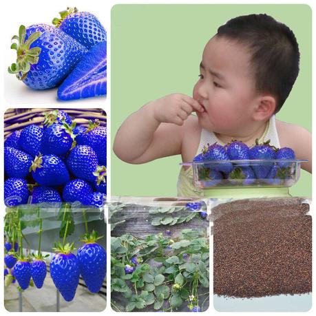 Newchic blue strawberry seeds