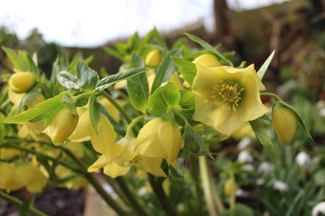 Its all about the hellebores – GBBD March ’18