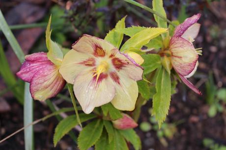 Its all about the hellebores – GBBD March ’18