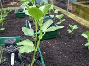 Planting Broad Beans