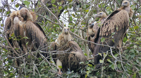 A committee of vultures at Suhelwa