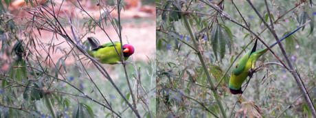 Plum headed parakeets in action in Suhelwa
