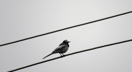 Wagtail on a wire at Suhelwa