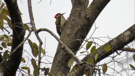 Black-rumped flameback woodpecker at Suhelwa